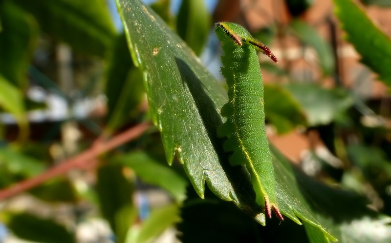 Bruchi sotto zero